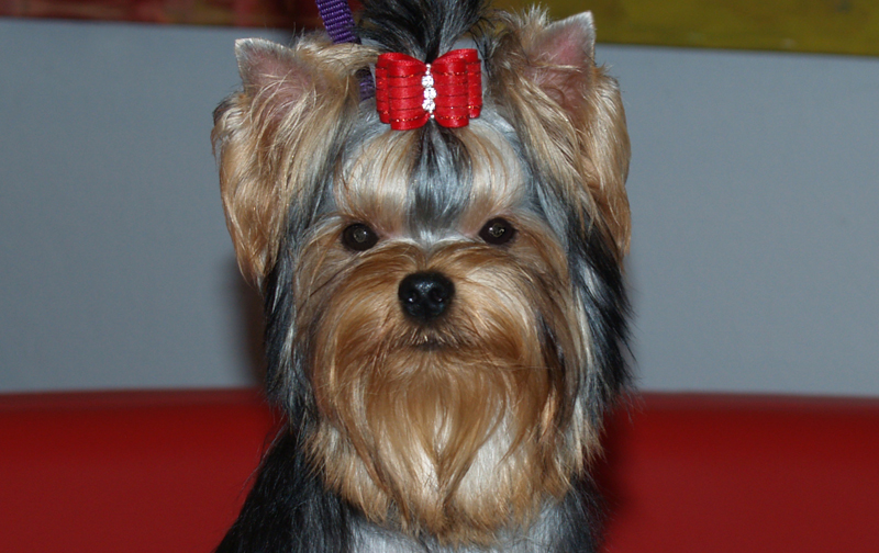 Champion Artistry's Smart Alec